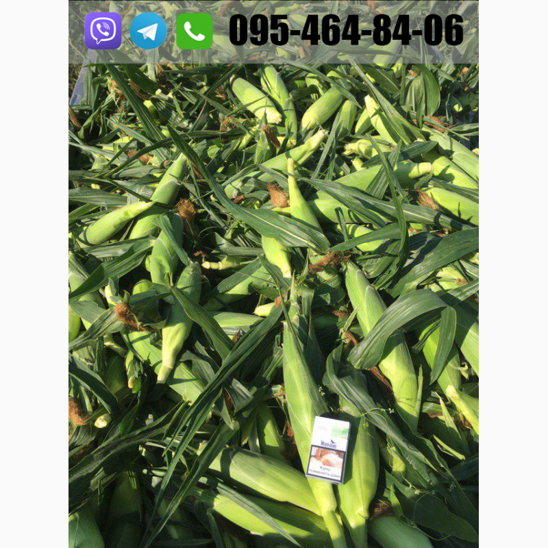 Фото 14. Продам кукурузу(кочан) прямо с поля, цена договорная(2020)