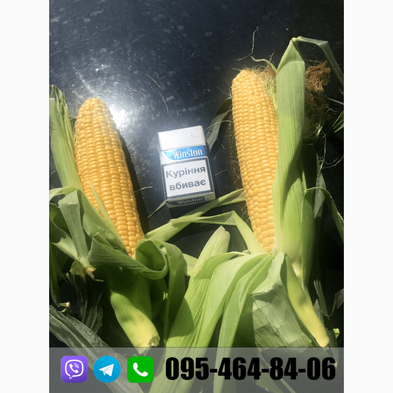 Фото 4. Продам кукурузу(кочан) прямо с поля, цена договорная(2020)
