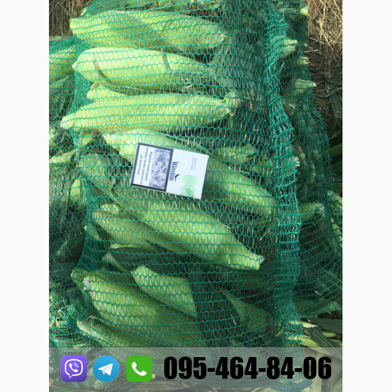 Фото 7. Продам кукурузу(кочан) прямо с поля, цена договорная(2020)