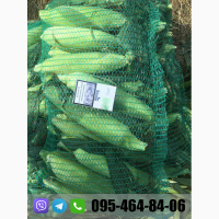 Продам кукурузу(кочан) прямо с поля, цена договорная(2020)