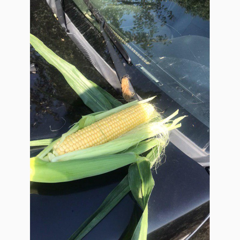 Фото 13. Продам кукурузу(кочан) прямо с поля, цена договорная(2020)