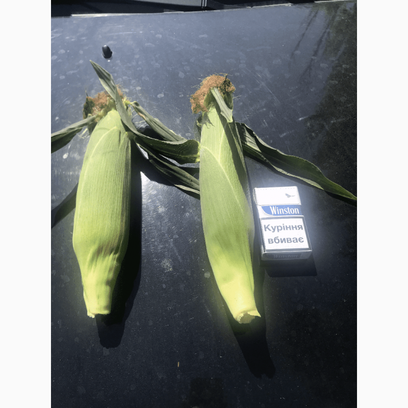 Фото 11. Продам кукурузу(кочан) прямо с поля, цена договорная(2020)