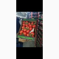 Продаём помидоры сорта Эль-Бандито