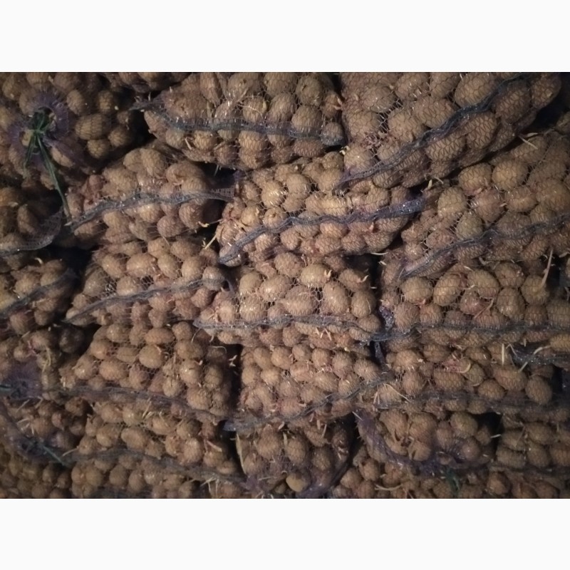 Продам насіння картоплі (славянка, санте)