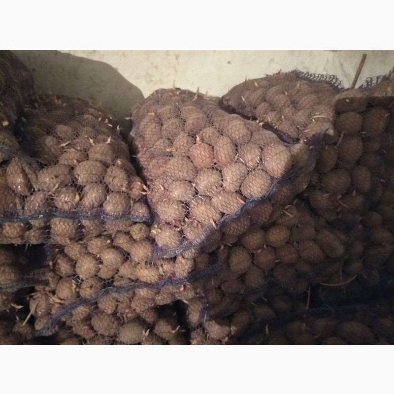 Фото 2. Продам насіння картоплі (славянка, санте)