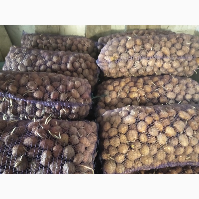 Фото 3. Продам насіння картоплі (славянка, санте)