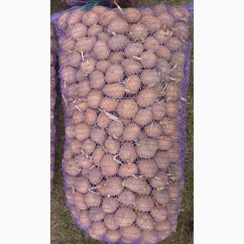 Фото 4. Продам насіння картоплі (славянка, санте)