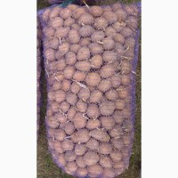 Продам насіння картоплі (славянка, санте)