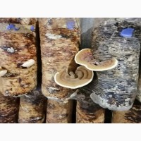 Продам гриби Рейші