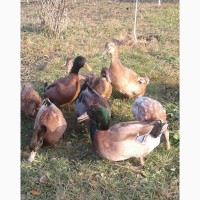 Продам інкубаційні яйця качки породи Хакі - Кемпбелл