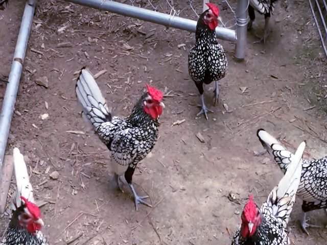 Инкубационное яйцо кур, Сибрайт серебро, цыплята по договоренности