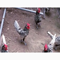 Инкубационное яйцо кур, Сибрайт серебро, цыплята по договоренности