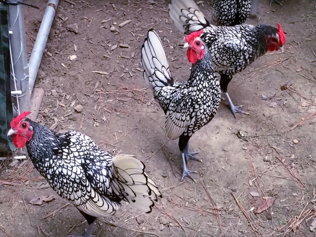 Фото 2. Инкубационное яйцо кур, Сибрайт серебро, цыплята по договоренности