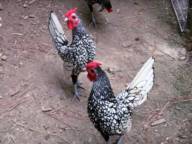 Фото 4. Инкубационное яйцо кур, Сибрайт серебро, цыплята по договоренности
