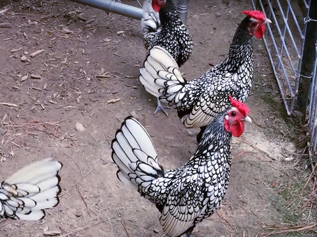 Фото 6. Инкубационное яйцо кур, Сибрайт серебро, цыплята по договоренности