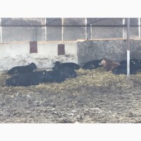 Продам бычков и телочек мясной породы