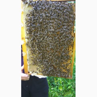 Бджоломатки Карпатка 2022 года Пчелинная Матка (пчеломатки)