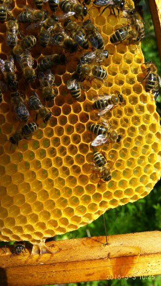 Фото 2. Бджоломатки Карпатка 2022 года Пчелинная Матка (пчеломатки)