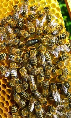 Фото 3. Бджоломатки Карпатка 2022 года Пчелинная Матка (пчеломатки)