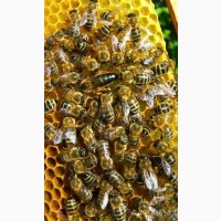Бджоломатки Карпатка 2022 года Пчелинная Матка (пчеломатки)