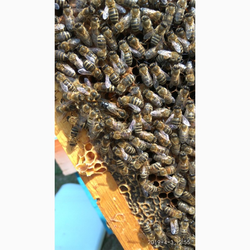 Фото 4. Бджоломатки Карпатка 2022 года Пчелинная Матка (пчеломатки)