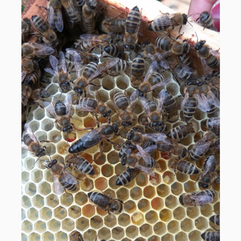 Фото 5. Бджоломатки Карпатка 2022 года Пчелинная Матка (пчеломатки)