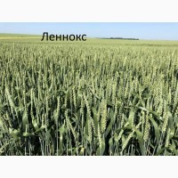 Канадские семена пшеницы Ленокс - 1реп. (двуручка)
