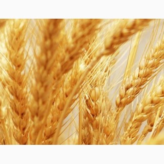 Продам посевной материал озимой пшеницы Краснодарская 99 (суперэлита)