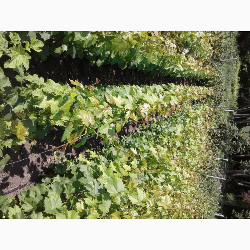 Фото 2. Саженцы виноград опт и розница