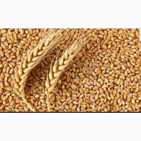 Продам пшеницу 2, 3, 6 класс на условиях FOB, CIF