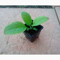 Живокост/Окопник (растение с открытой корневой системой) 15 грн