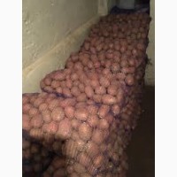 Продам домашню картоплю велику і насіневу
