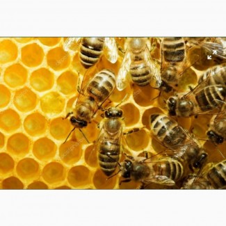 Продам бджолопакети, рамка Дадан
