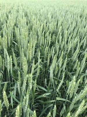 Фото 3. Семена ранней озимой пшеницы Феликс- 1реп.(Германия)