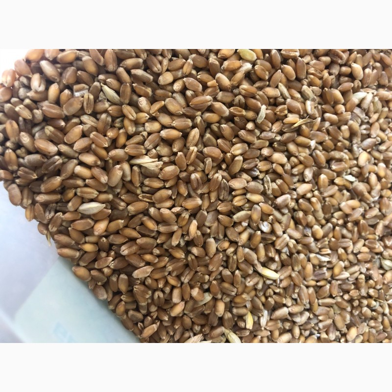Фото 4. Семена ранней озимой пшеницы Феликс- 1реп.(Германия)