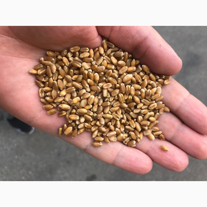Фото 5. Семена ранней озимой пшеницы Феликс- 1реп.(Германия)
