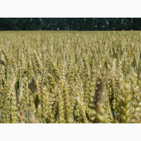 Семена озимой пшеницы Астарта, Лазурна, Каланча, Ера Одеская