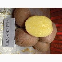 Семенной картофель розница с доставкой Ред Скарлет 2 репродукции