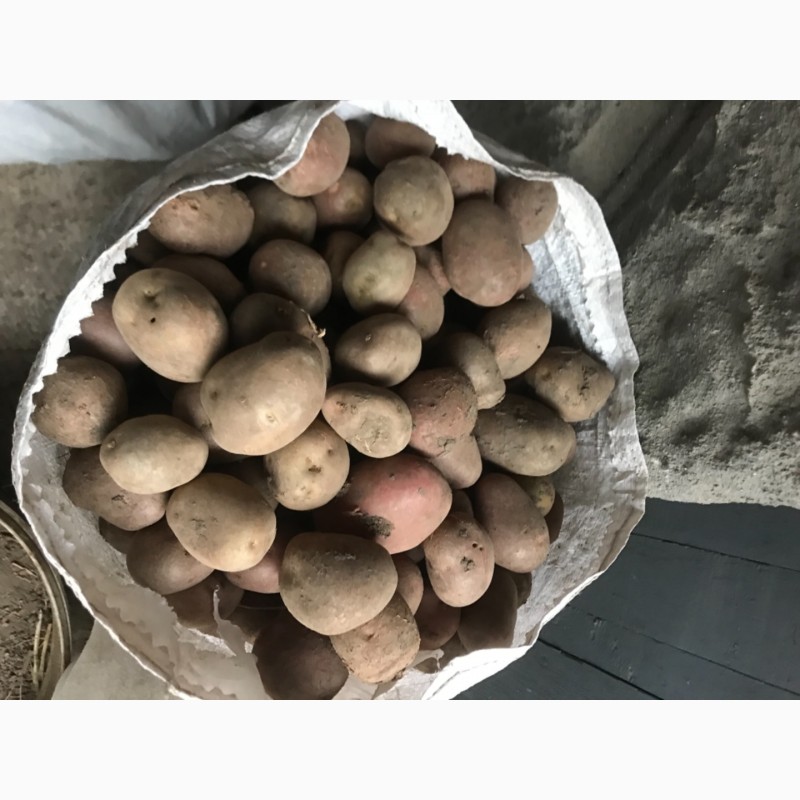 Фото 3. Продам насіннєву картоплю Арізона та Беларосса
