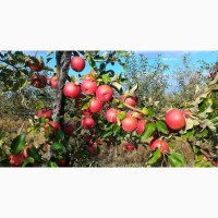 Продам яблука ПримаРуж урожай 2023 року із власного саду