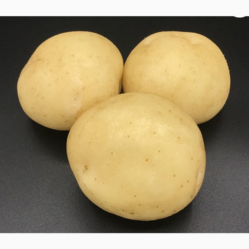 Фото 2. Продам семенной картофель ВОЛАРЕ