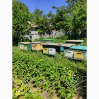 Продам 8 уликов с пчелами