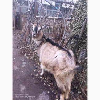 Продам породистих козу та цапа м Кременчуг Полтавської області