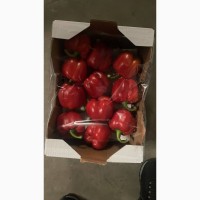 Продам помідор турція