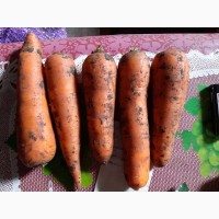 Продам товарный морковь