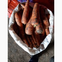 Продам товарный морковь