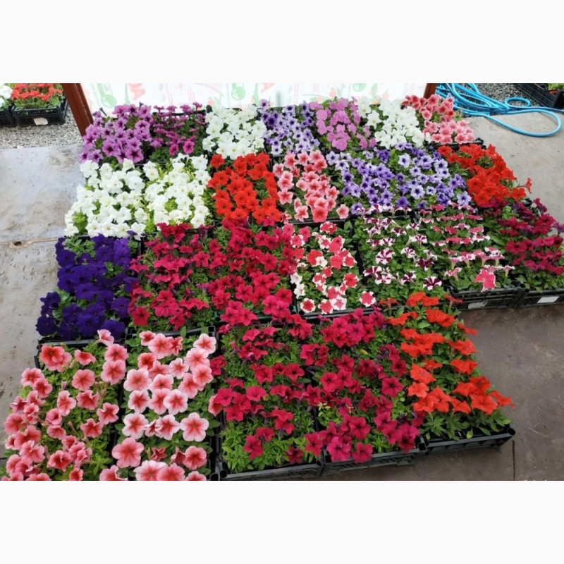 Фото 2. Продам саджанці квітів різних сортів. Опт. Роздріб