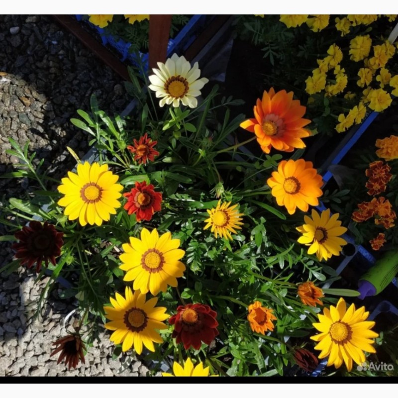 Фото 3. Продам саджанці квітів різних сортів. Опт. Роздріб