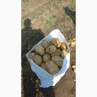 Картопля Румунія, опт від 21 т