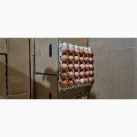 Продам яйце фермерське домашнє
